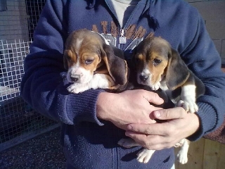 Cucciole Beagle tricolore