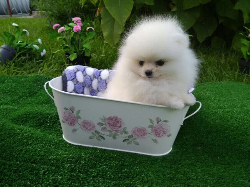  { Regalo Volpino di pomerania (spitz tedesco nano