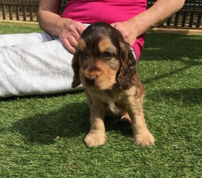 REGALO Cuccioli Coker Spaniel  i cuccioli vengono consegnati con svezzamento , primo vaccino, libret