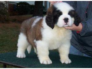 Adorabili cuccioli di san bernardo femminucce e maschietti disponibili per l'adozione