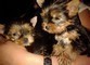 Yorkshire toy cuccioli bellissimi