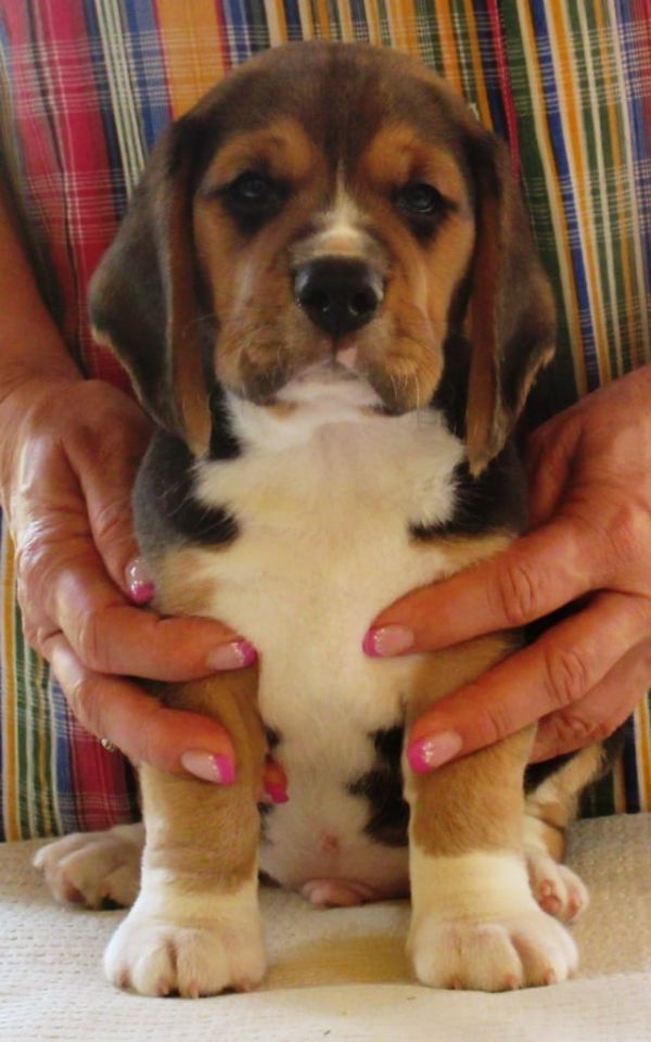 Adorabili cuccioli di beagle femminucce e maschietti disponibili per l'adozione gratuita