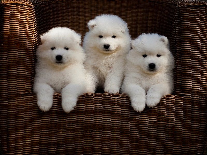 Regalo adorabili cuccioli  samoiedo  femminucce e maschietti disponibili