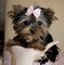 Yorkshire toy cuccioli bellissimi  Yorkshire toy cuccioli bellissimi...