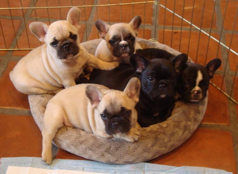 Molto bella e sani cuccioli di bulldog francese per adozione  