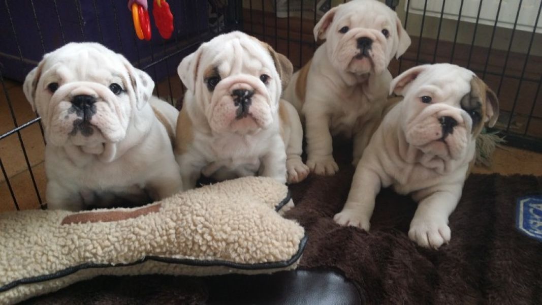 Regalo Bulldog inglese cuccioli disponibili
