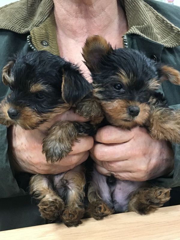 cuccioli di yorkshire