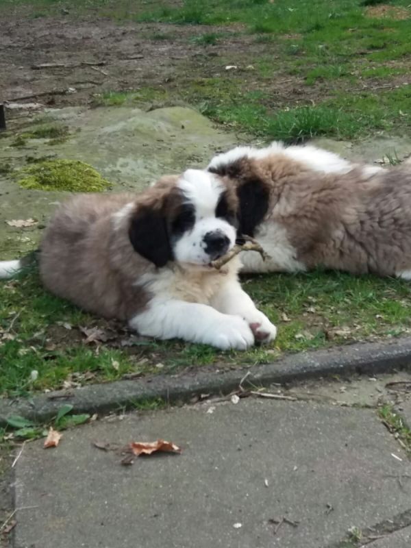 cuccioli di san bernardo per adozione ( regalo  )