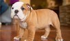 Disponibili cuccioli di Bulldog inglese  Disponibili cuccioli di Bulldog inglese