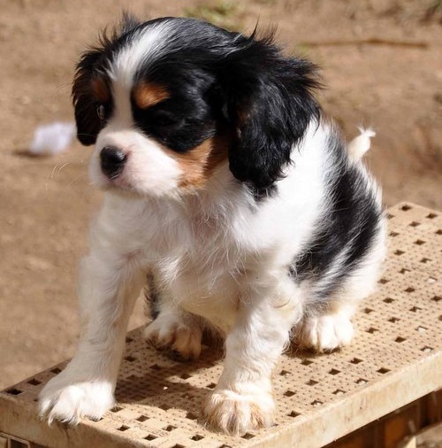 Regalo cuccioli di cavalier king