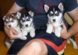 Regalo Cuccioli Siberian Husky 