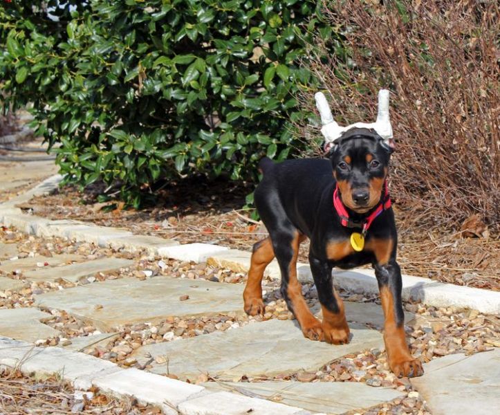 Cuccioli dobermann 