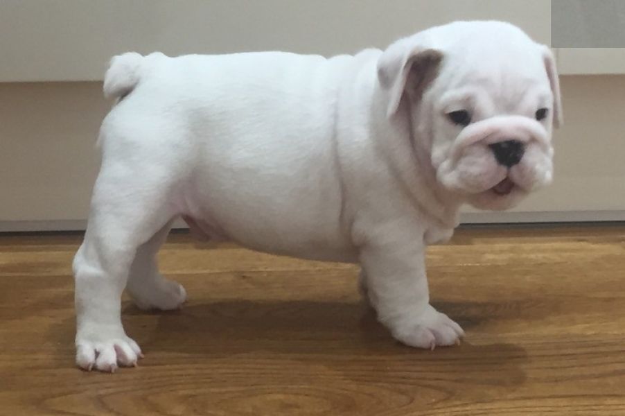 Regalo Bulldog inglese cuccioli disponibili