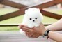 Disponibili cuccioli di Pomerania taglia toy maschi e femmine  Disponibili cuccioli di Pomerania tag