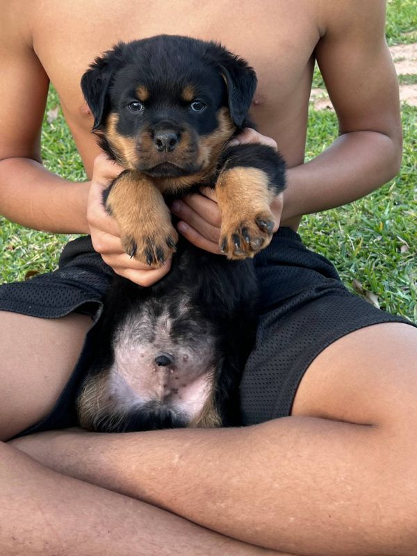  Regalo Splendidi cuccioli di Rottweiler