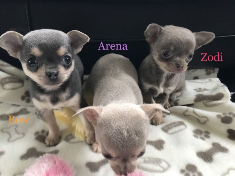 Regalo cuccioli di chihuahua Mini toy