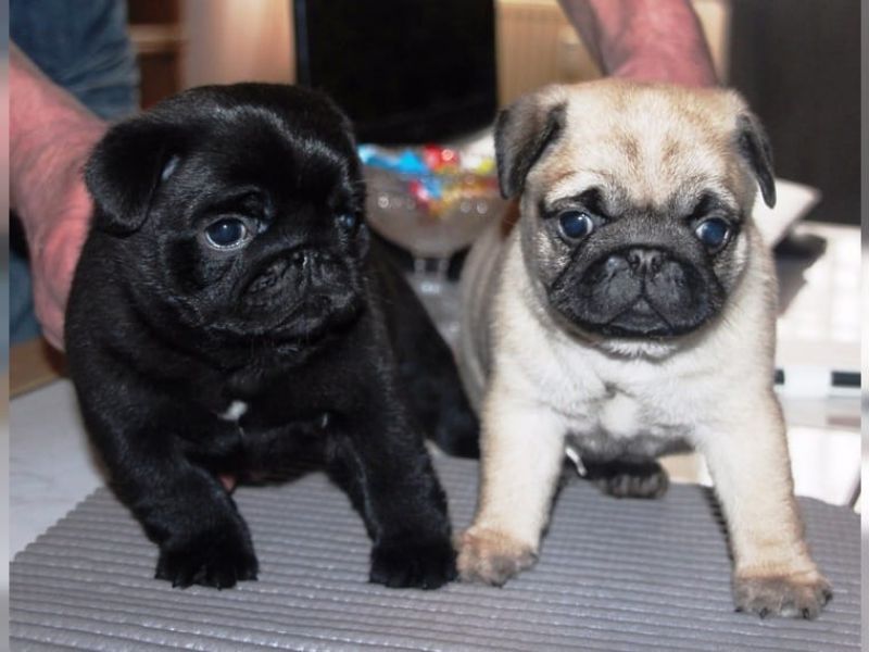 Adorabili cuccioli di Carlino femminucce e maschietti disponibili
