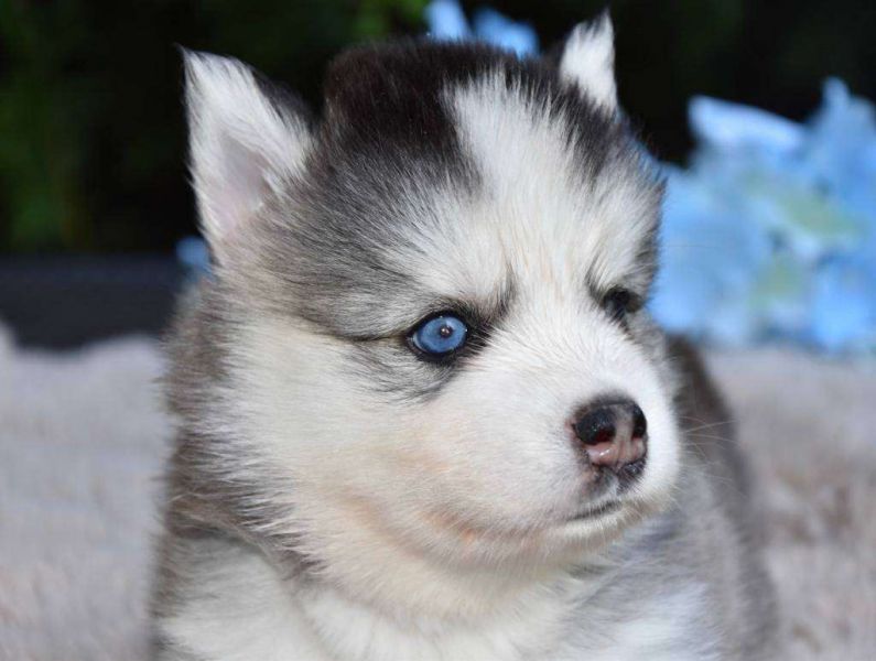 Cuccioli di husky siberiano~