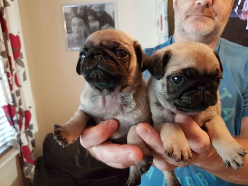 Bellissimi cuccioli carlino