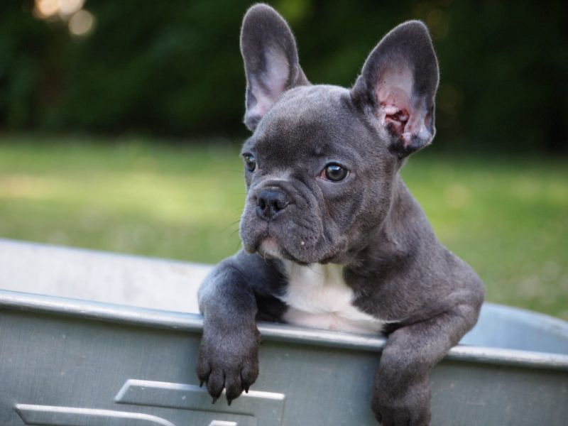 Cuccioli di razza bulldog francese per adozione 