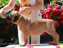 Regalo abbiamo cuccioli di BullMastiff