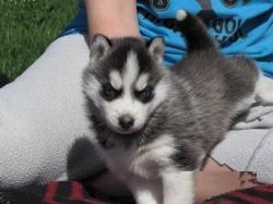 Cuccioli di SIBERIAN HUSKY maschi e femmine.