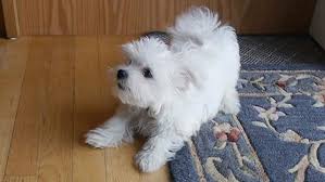 Adorabili cuccioli di maltaise femminucce e maschietti disponibili per l'adozione cuccioli sono vacc