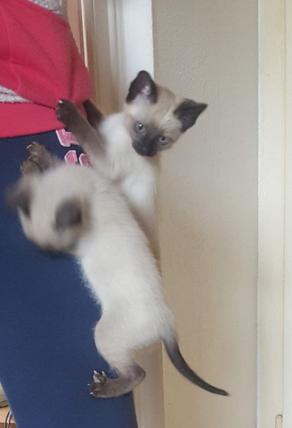 Siamese kitten  per adozione ( regalo  )