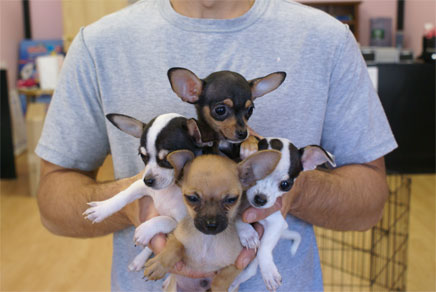 REGALO Cuccioli dolce e bella chihuahua toy