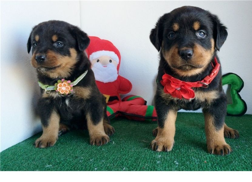 REGALO Cuccioli di rottweiler 1 femmine e un maschietto.