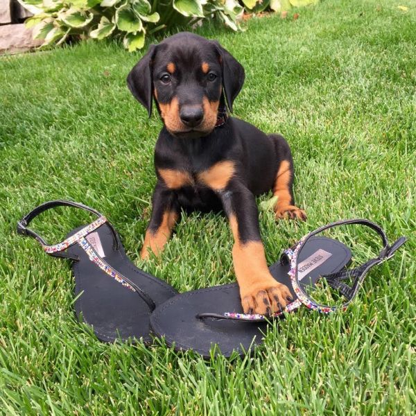 Regalo adorabili cuccioli  Dobermann femminucce e maschietti disponibili