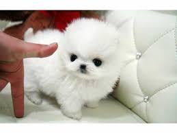 Regalo Volpini cuccioli di pomerania