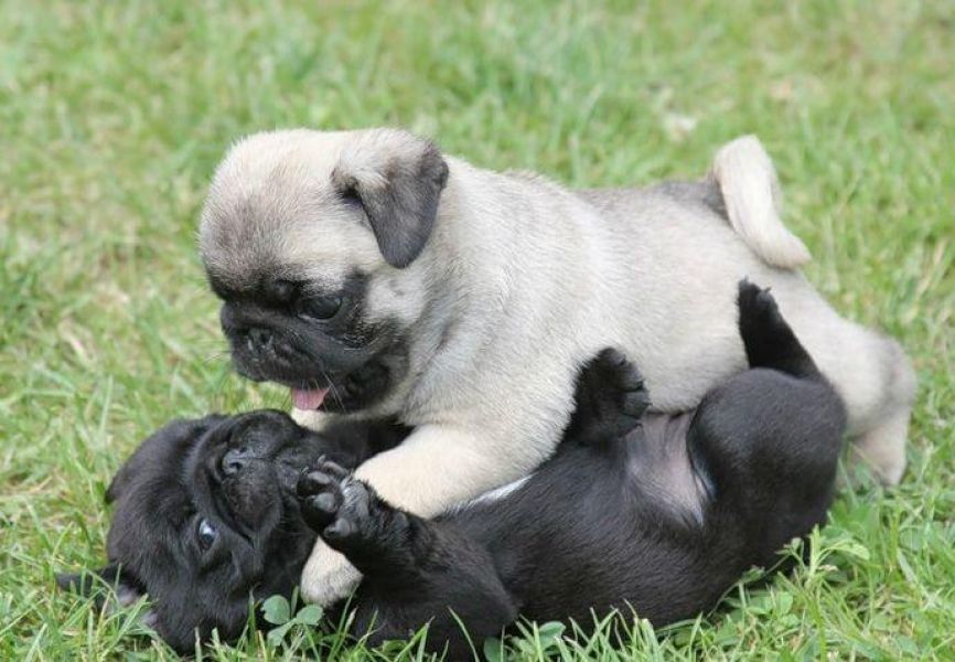 Cucciolo di Carlino 