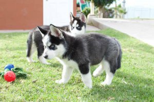 Regalo cuccioli di Siberian Husky