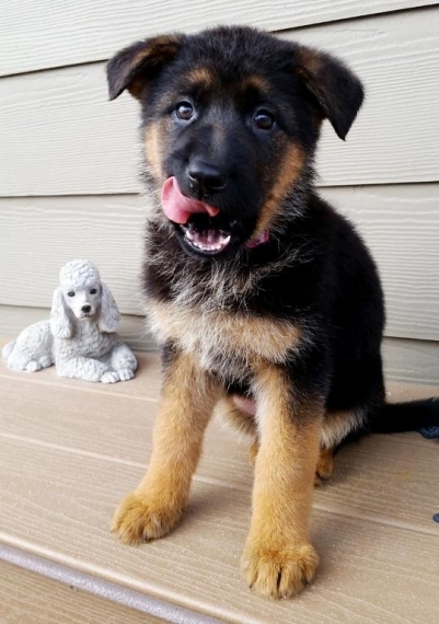 REGALO Cuccioli pastore tedesco