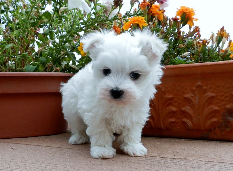 Regalo Cuccioli di Mini Malteser  in pronta consegna