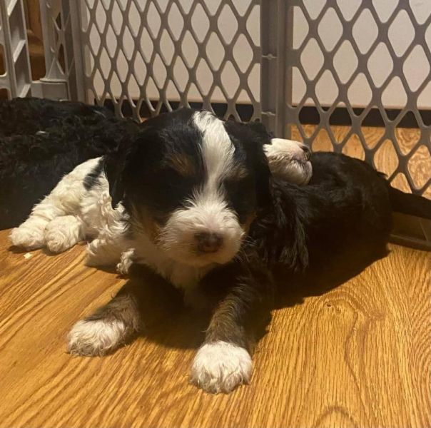  Disponibili cuccioli di Bernedoodle in miniatura  E-MAIL (marieiris783@gmail.com)