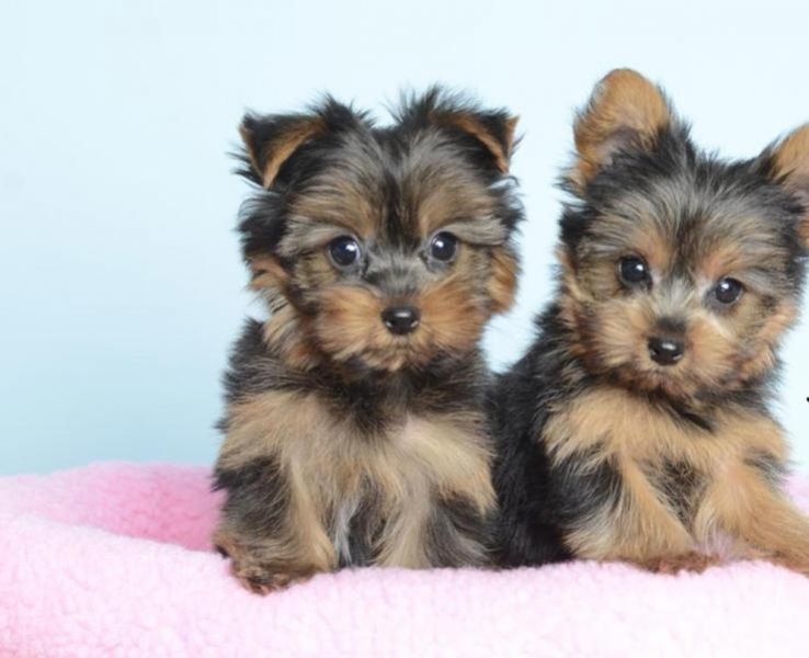 Regalo Abbiamo  avere amorevole Yorkie cuccioli per l'Adozione