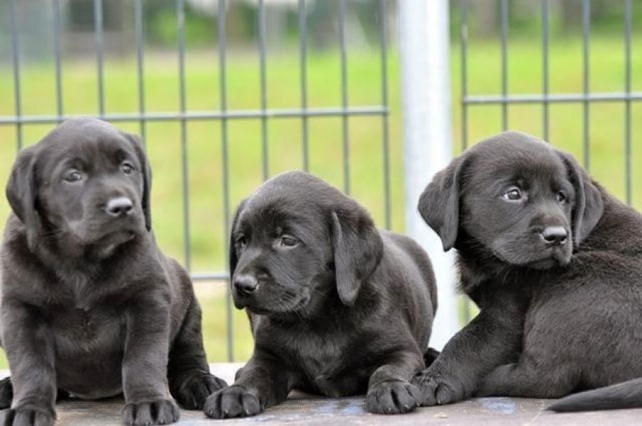 Molto bella e sani cuccioli di labrador per adozione maschi e femmine disponibili (gratis) 