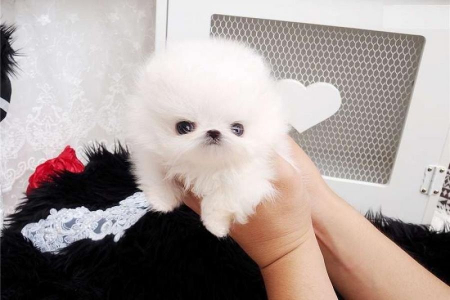 Regalo cuccioli di pomeranian