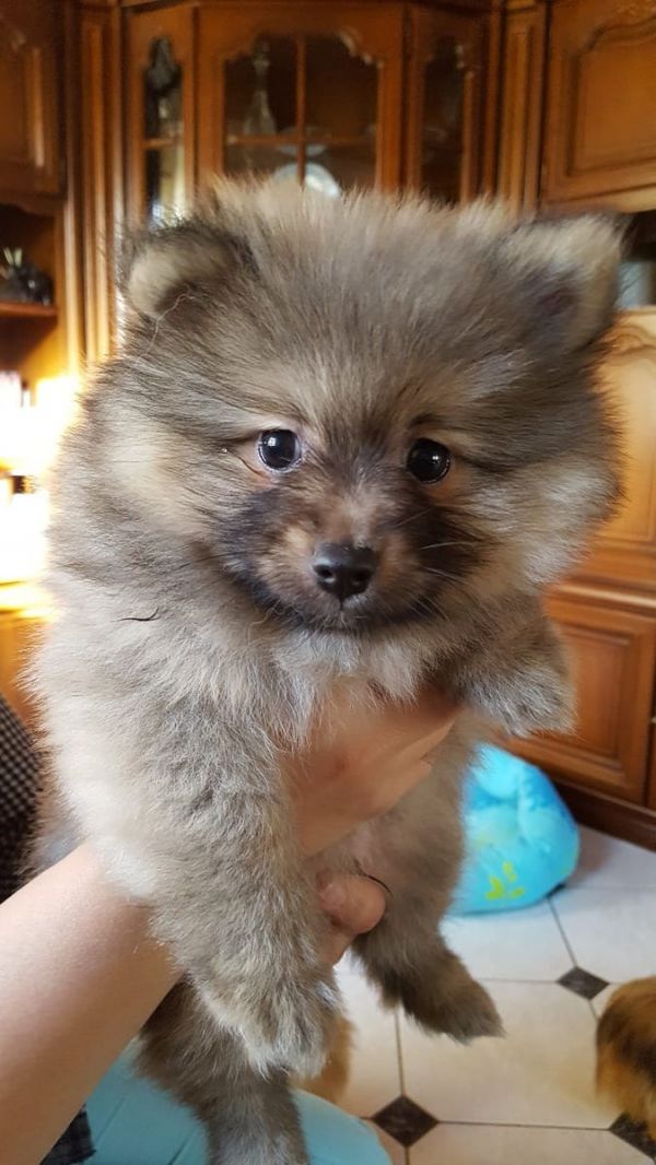  cuccioli di volpino pomeranian  per adozione ( maschio e femmina )