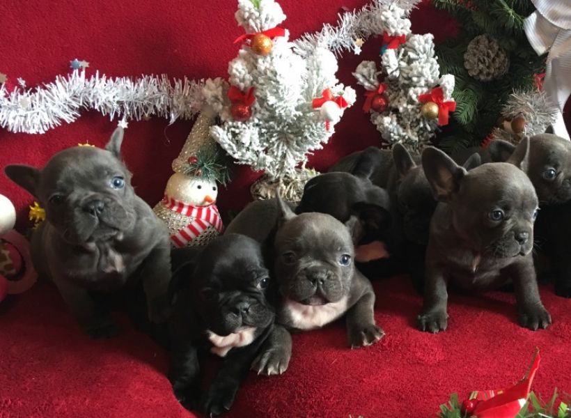 REGALO Cuccioli di Bulldog Francese