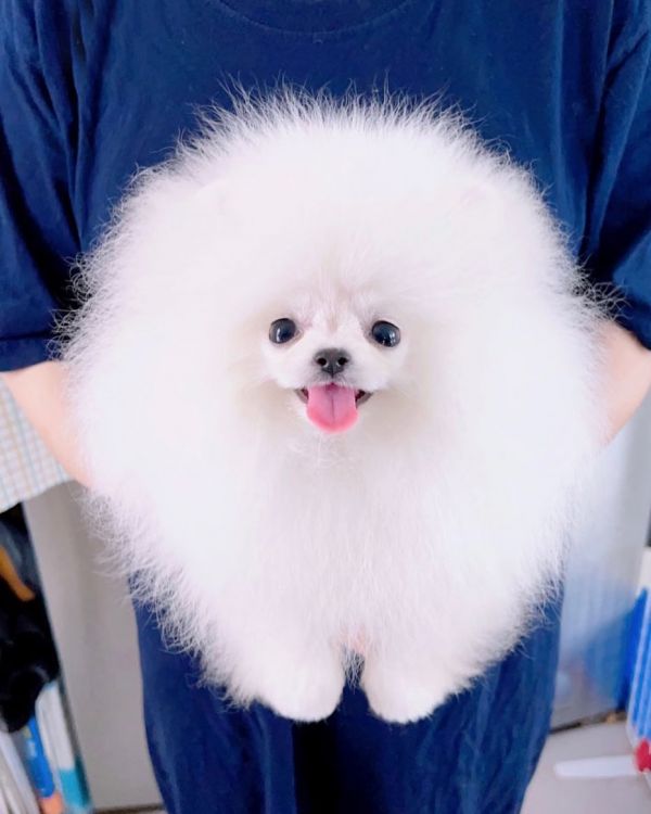 Regalo cuccioli di spitz di pomerania