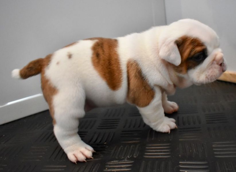 Regalo Bulldog inglese cuccioli disponibili