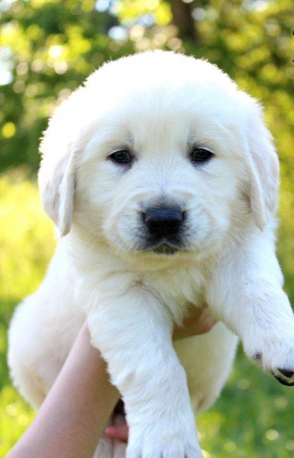Cuccioli di golden retriever  per adozione ( maschio e femmina )