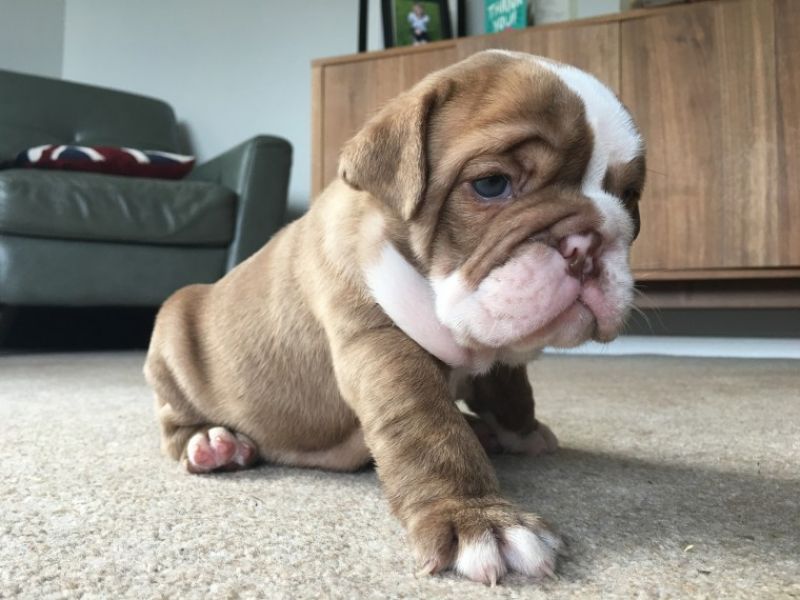 Regalo Bulldog inglese cuccioli disponibili
