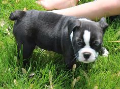  regalo cuccioli di Bulldog Francese disponibili per l'adozione