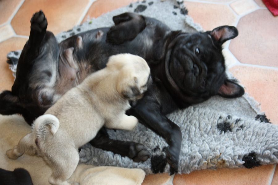 Bella e sani cuccioli di carlino per adozione 