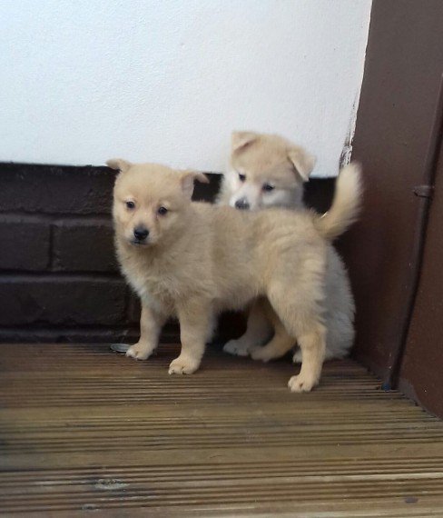 Regalo pomsky husky/pomerania tutti miei nati in casa da genitori sempre di mia propriet� e tranquil