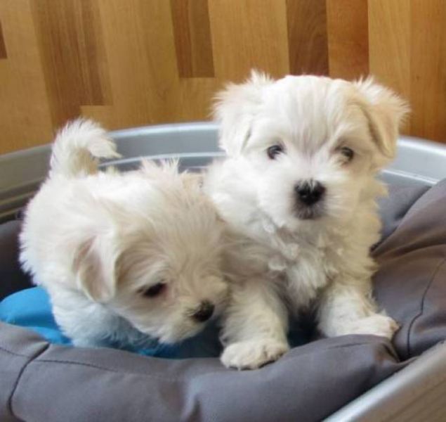 Due adorabili maltesi in vendita